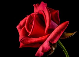 Desbloquea la esencia de tu flor interior: Piercing Flor Escarlata