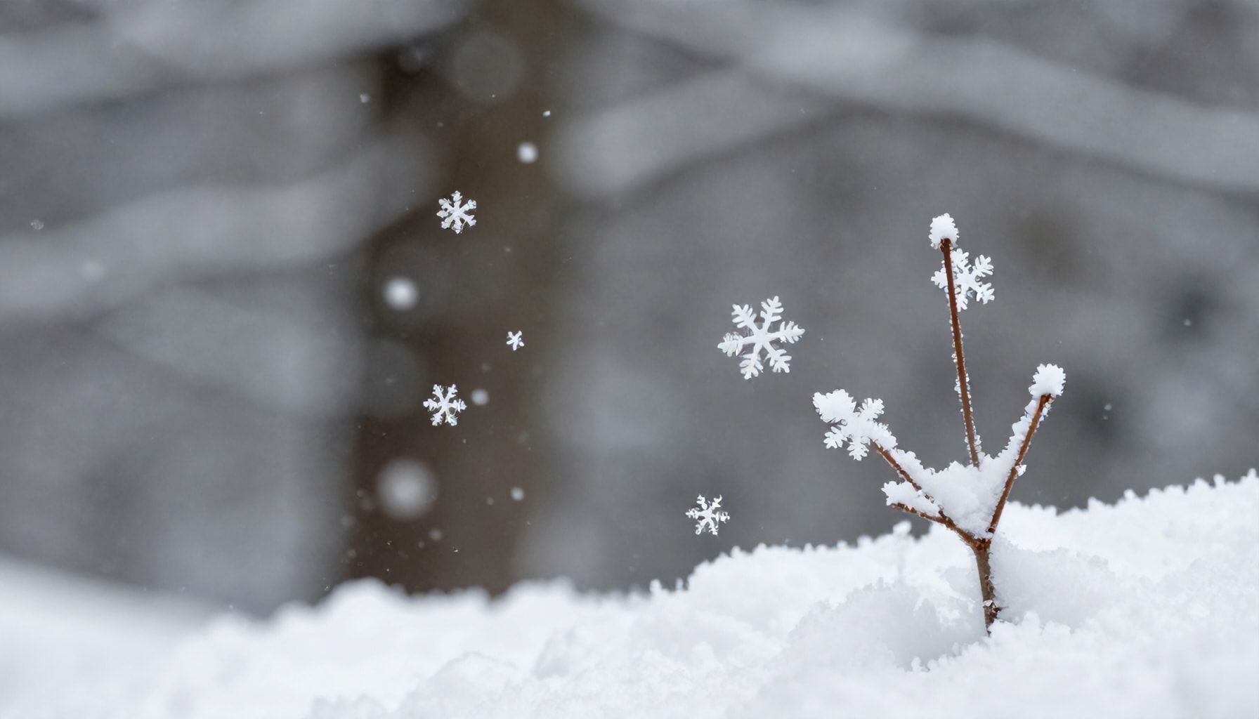 Cómo los copos de nieve afectan la biodiversidad local