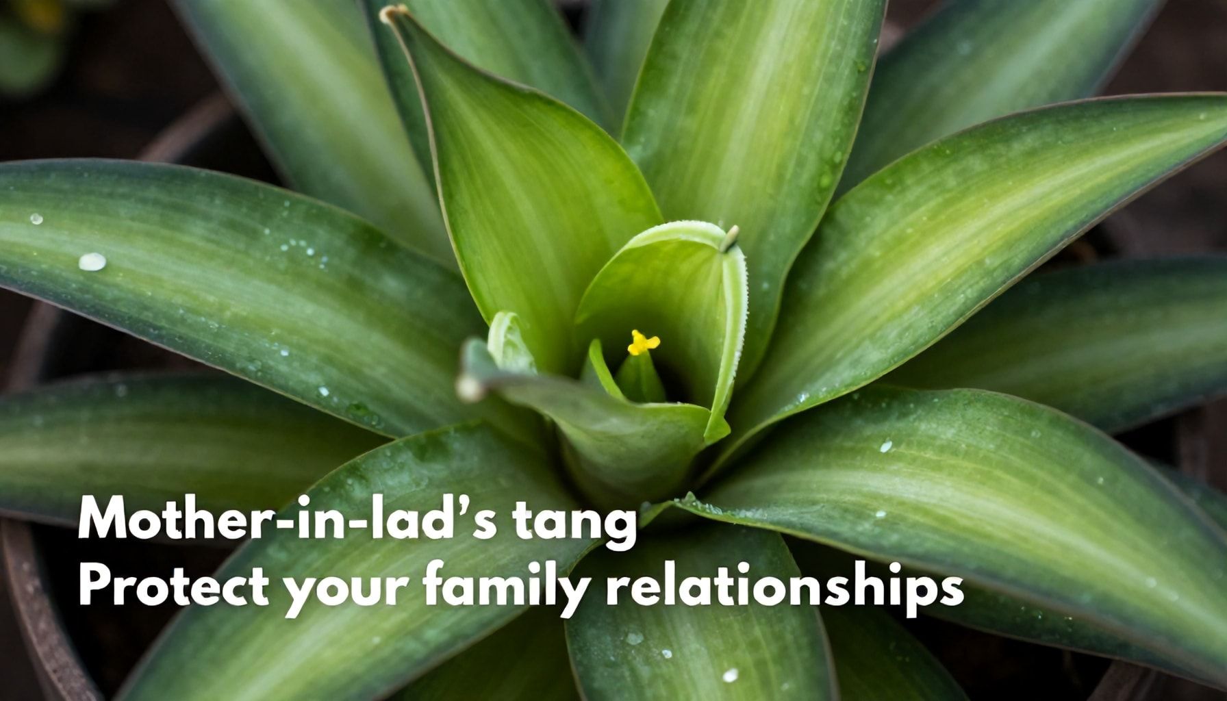 Descubre la verdadera naturaleza de la lengua de suegra: protege tus relaciones familiares