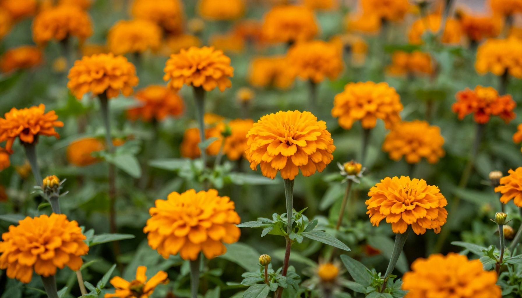 El cempasúchil: origen y simbolismo ancestral