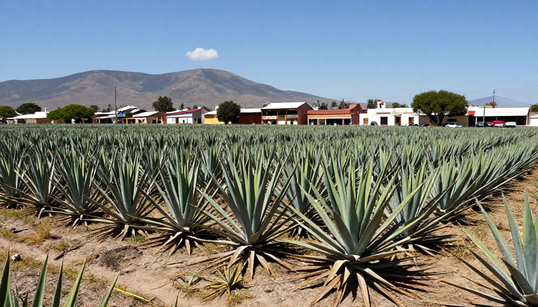 El clima en Ramos Arizpe y su importancia regional