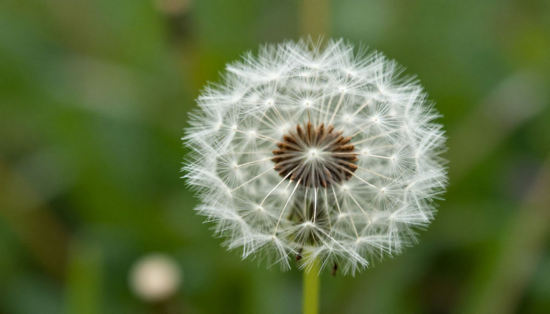 El futuro del diente de león en la medicina natural