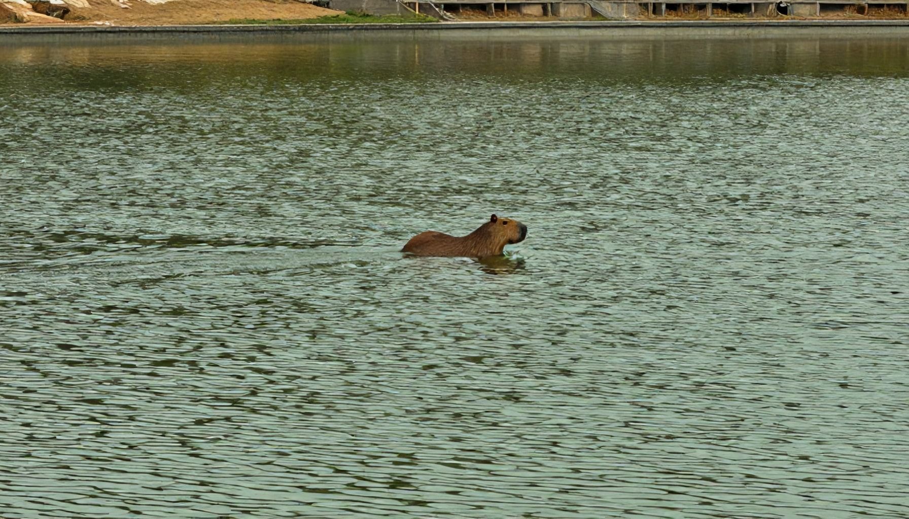 Imágenes de capibara: Todo lo que debes saber sobre estos adorables animales 5 El papel crucial de las capibaras en los ecosistemas acuáticos
