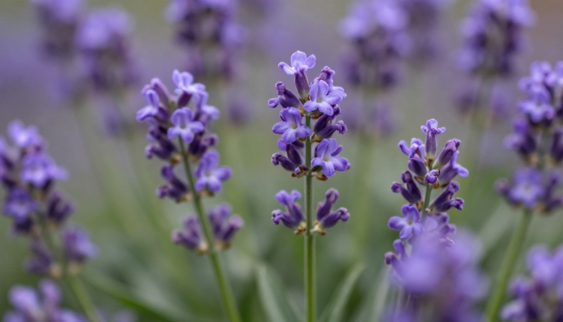 El perfume de violetas: historia y significado