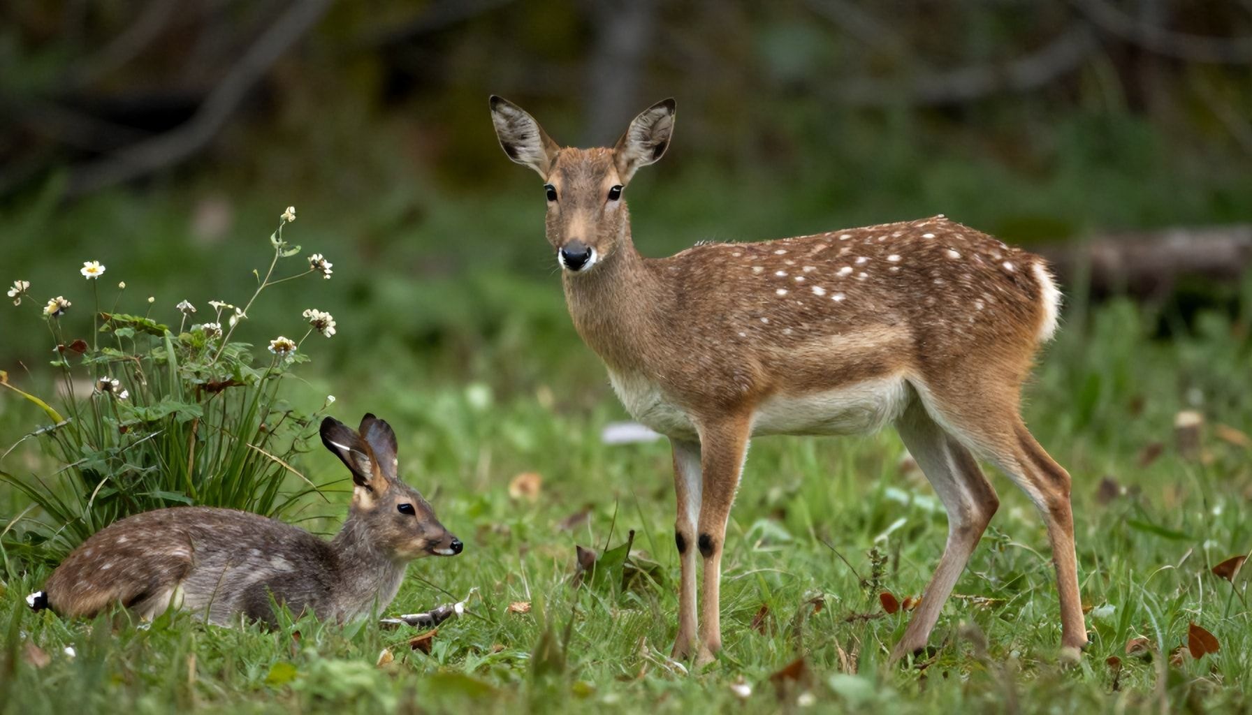 El demonio de Tasmania: todo lo que debes saber sobre este marsupial único 4 Errores comunes en la conservación de esta especie