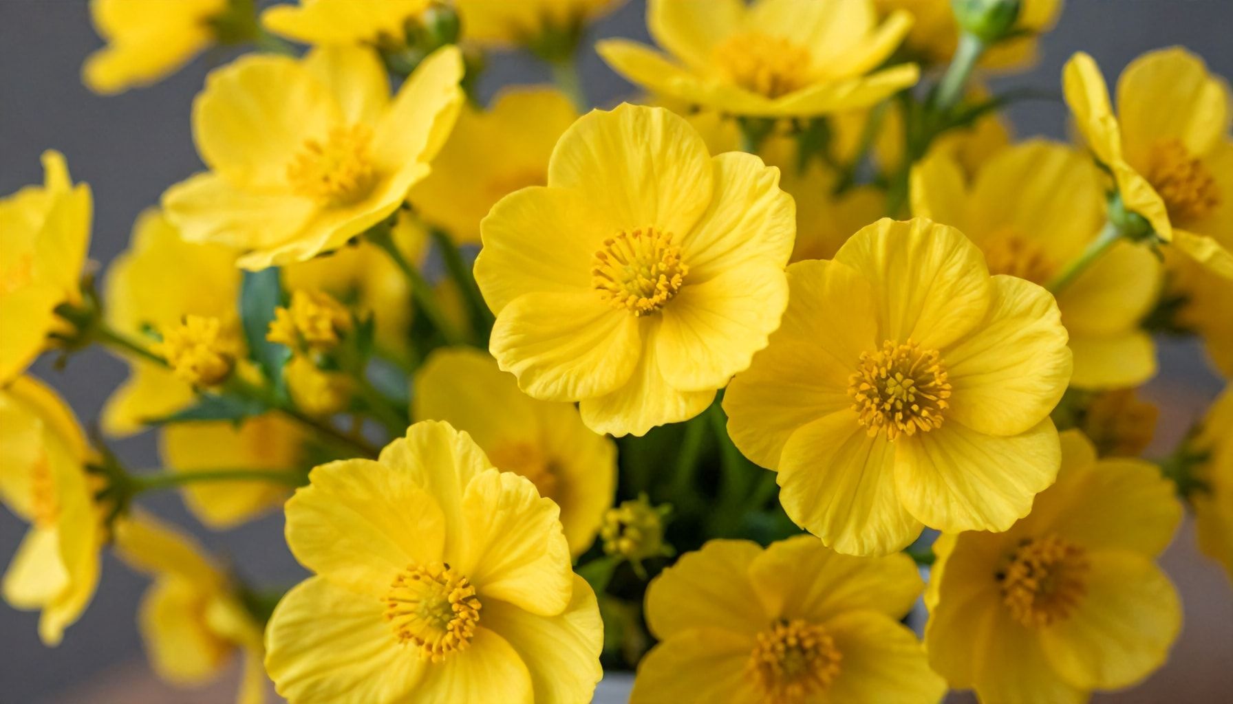 El significado detrás de las flores amarillas: 5 razones simbólicas 6 Lo que dicen los expertos sobre el impacto emocional de las flores amarillas