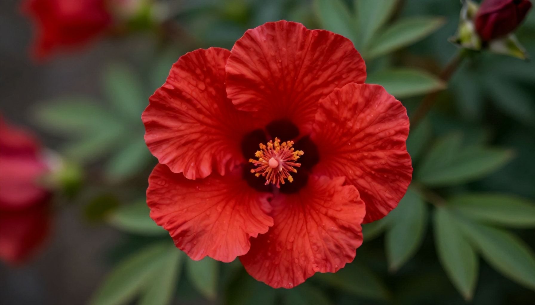 ¿Por qué el piercing de flor escarlata es una inversión en tu bienestar?