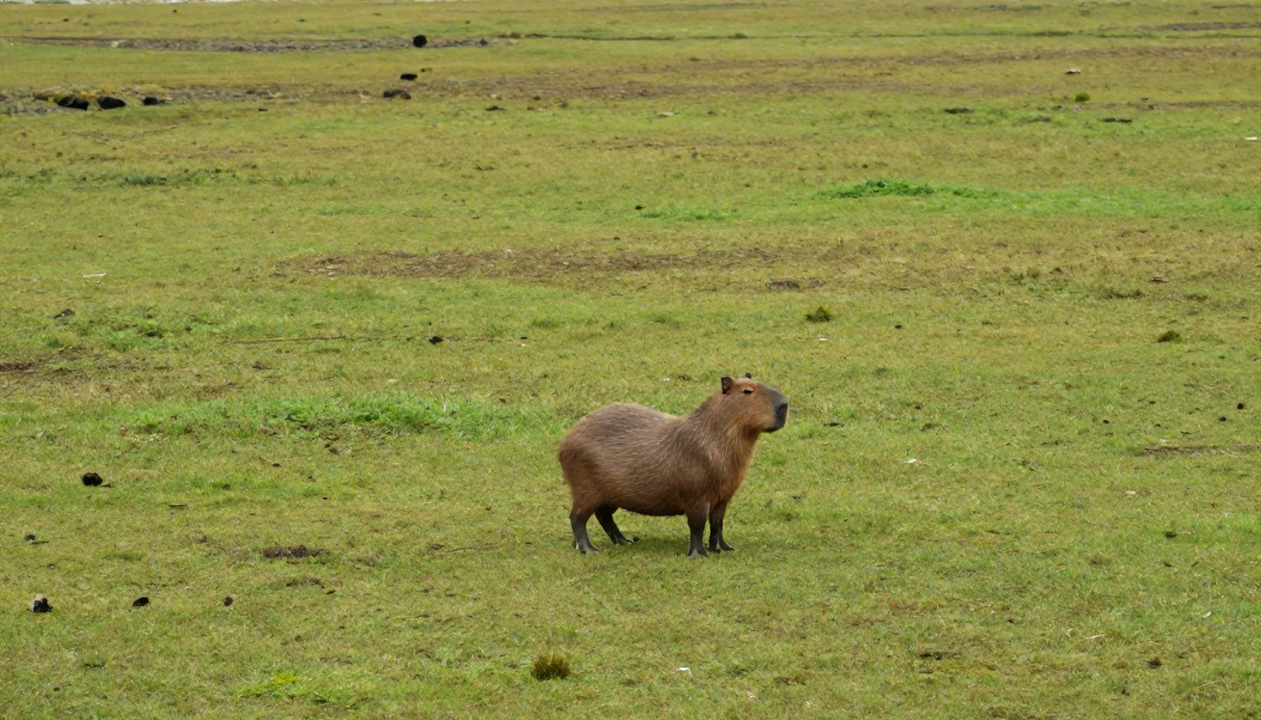 Imágenes de capibara: Todo lo que debes saber sobre estos adorables animales 6 Proteger a las capibaras: desafíos y soluciones futuras
