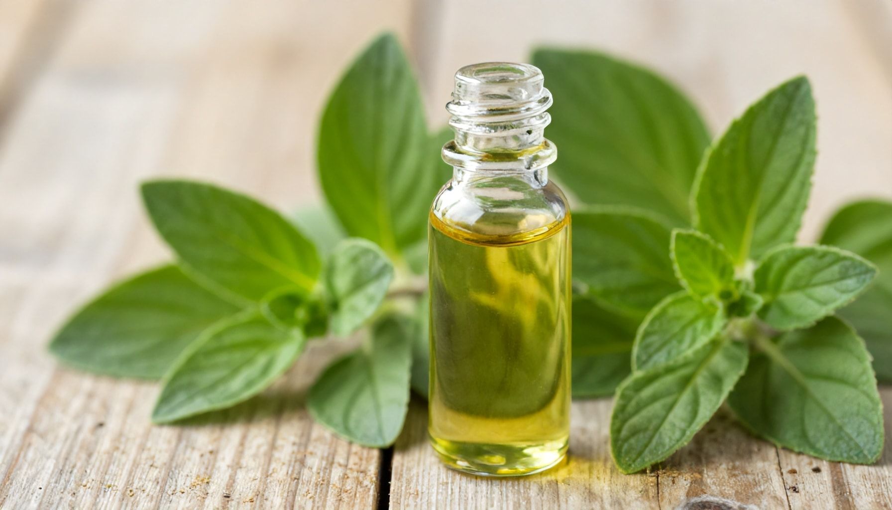 5 beneficios del aceite de oregano respaldados por la ciencia 1 Qué es el aceite de oregano y sus usos