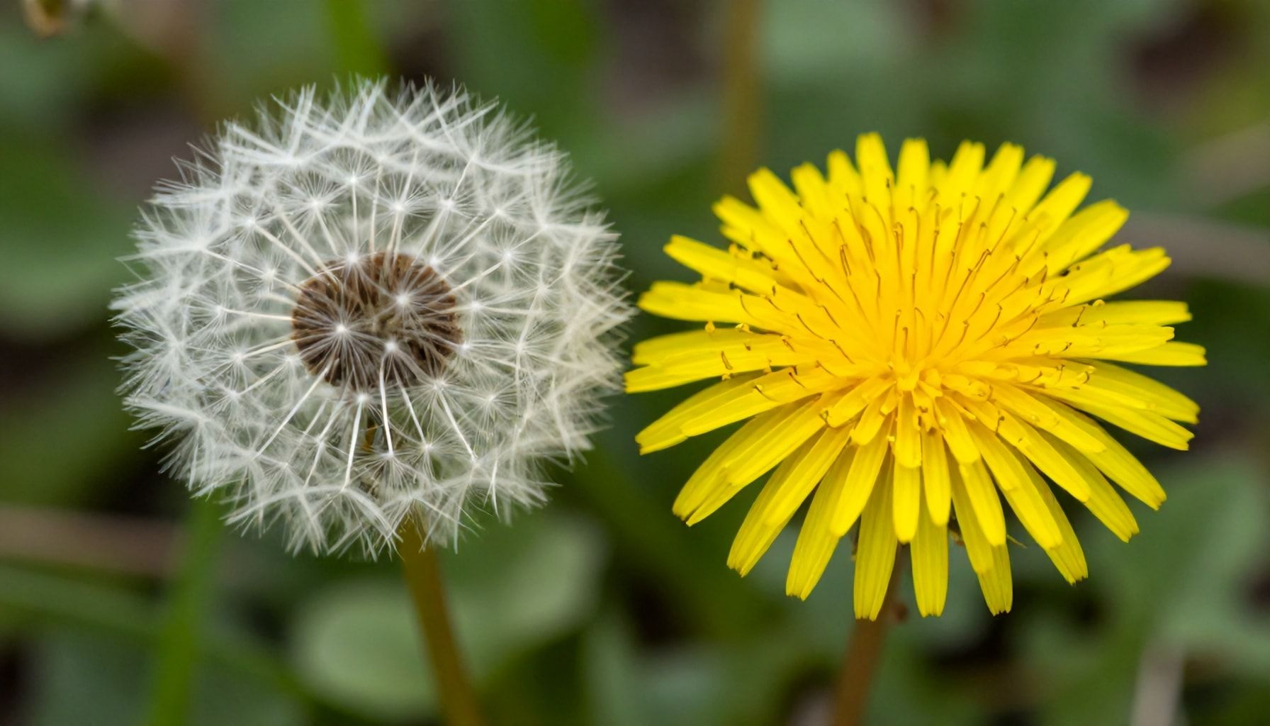 Qué es el diente de león y sus usos tradicionales