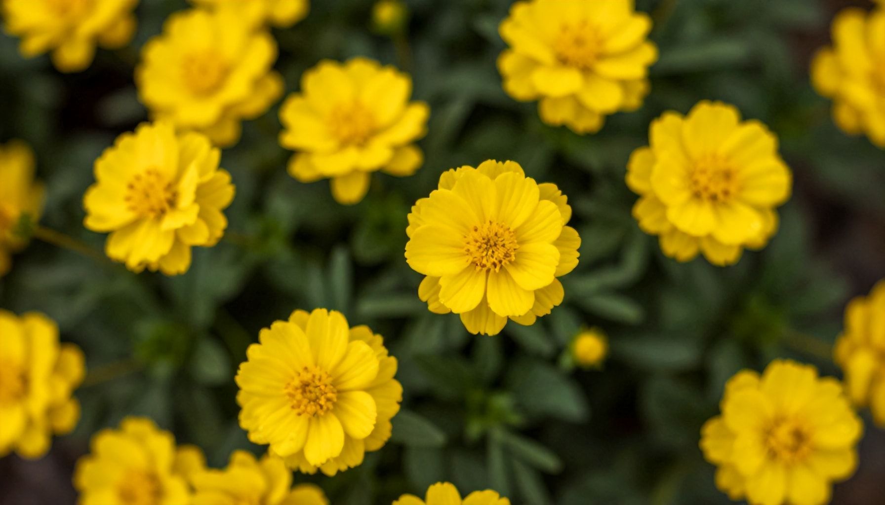 El significado oculto de las flores amarillas en el amor 1 Qué significan las flores amarillas en el amor