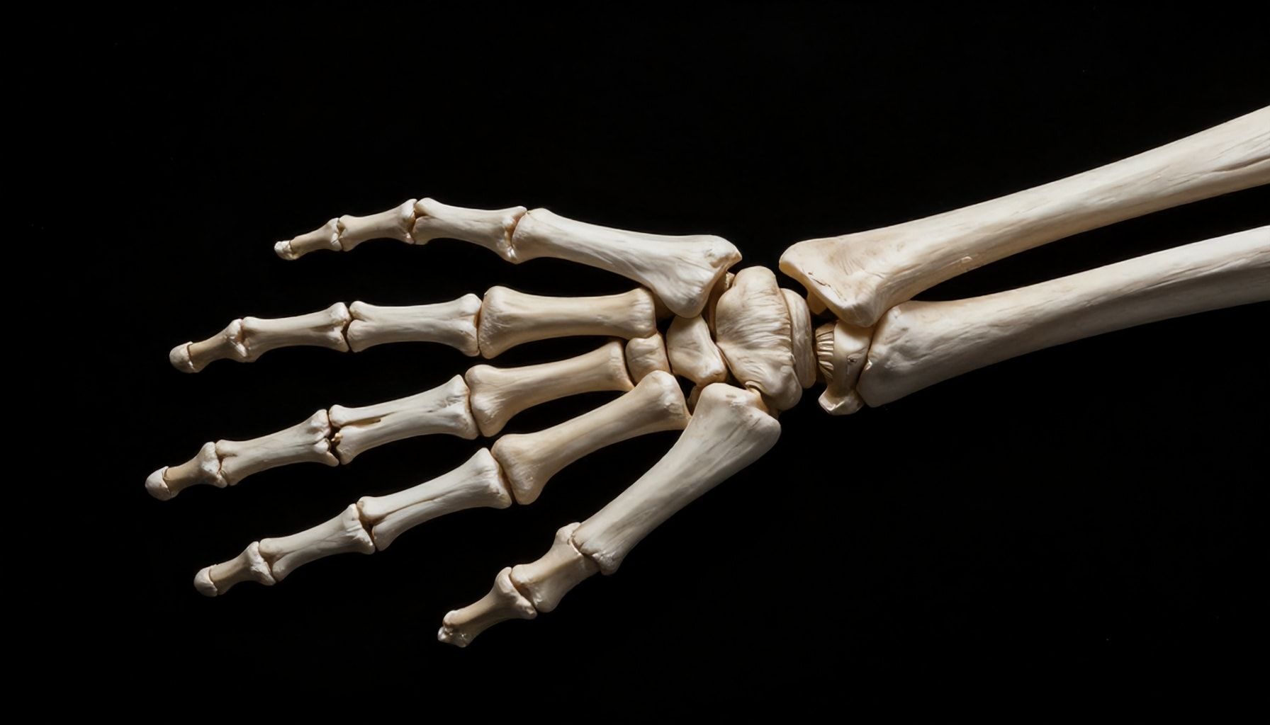 Los huesos de la mano: estructura, funciones y cuidados esenciales 1 Qué son los huesos de la mano y su importancia