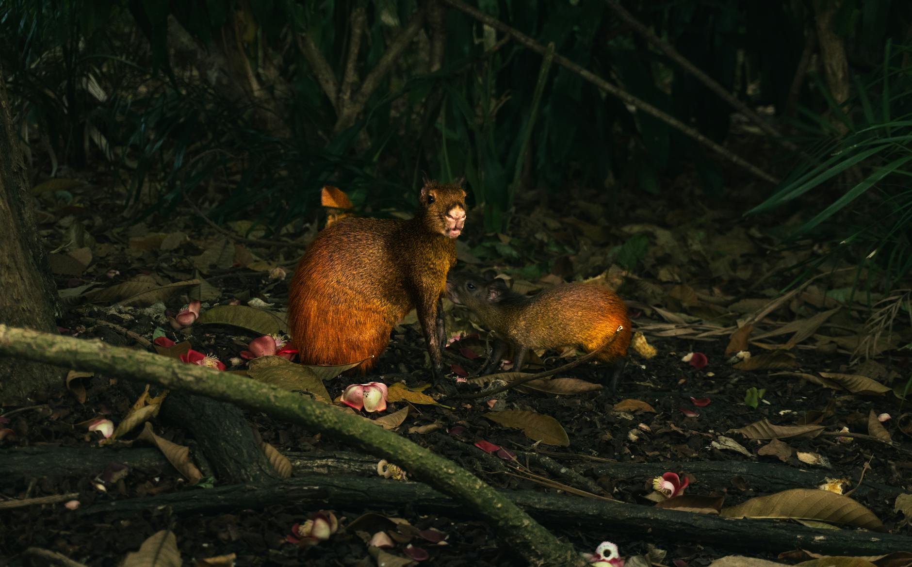 ¿Qué Puedes Hacer para Ayudar a los Animales en Peligro de Extinción?