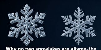 copo de nieve featured 1770747144 Noticias de Panamá