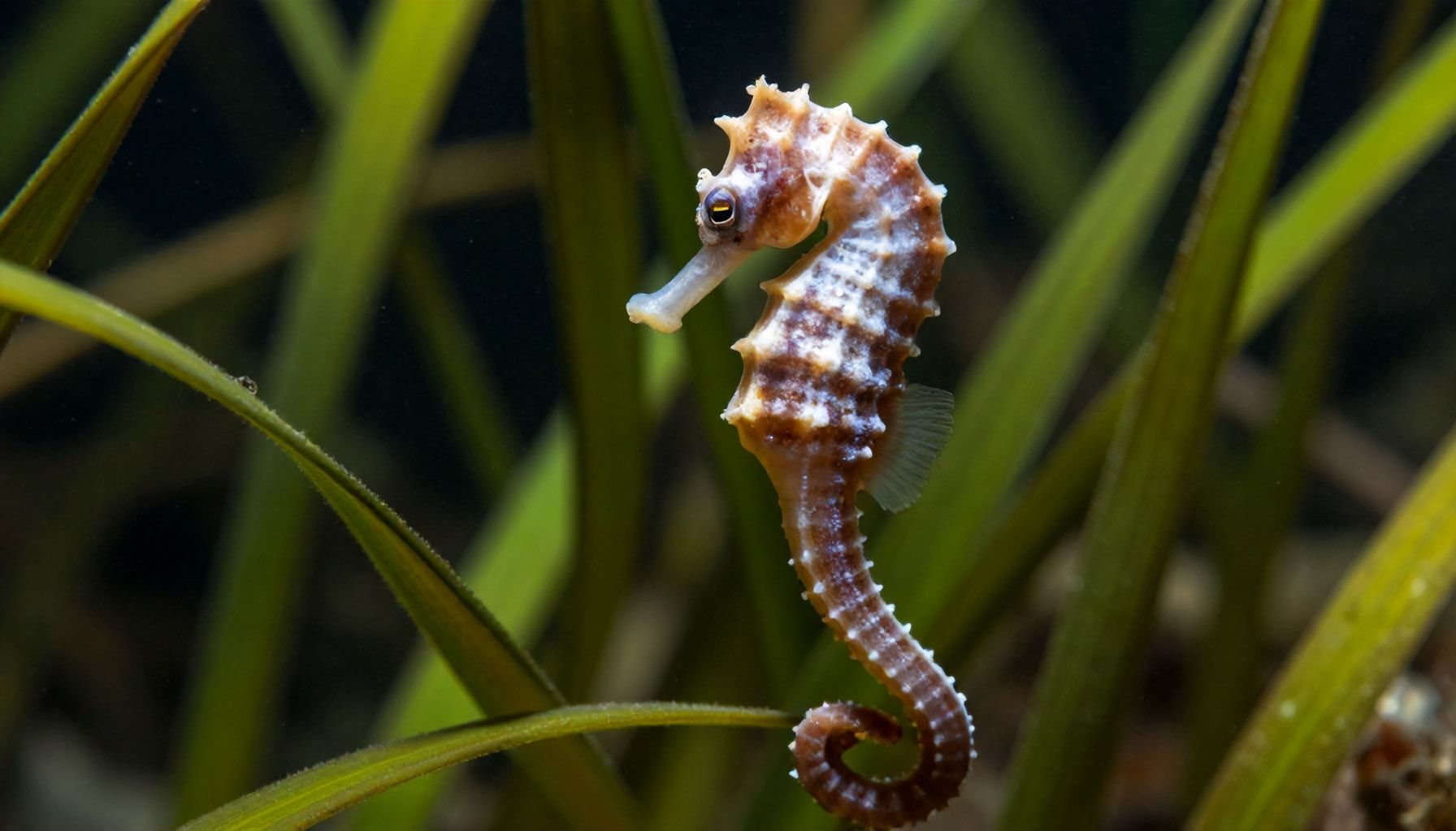 Más que un pez: el caballito de mar y su lugar único en la naturaleza*