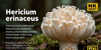 melena de leon featured 1770730044 Noticias de Panamá