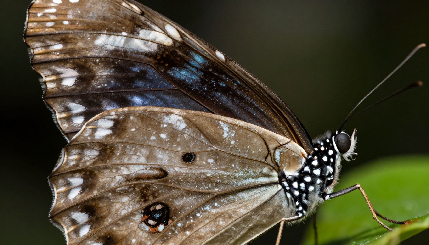 Técnicas de fotografía macro para capturar su esencia*